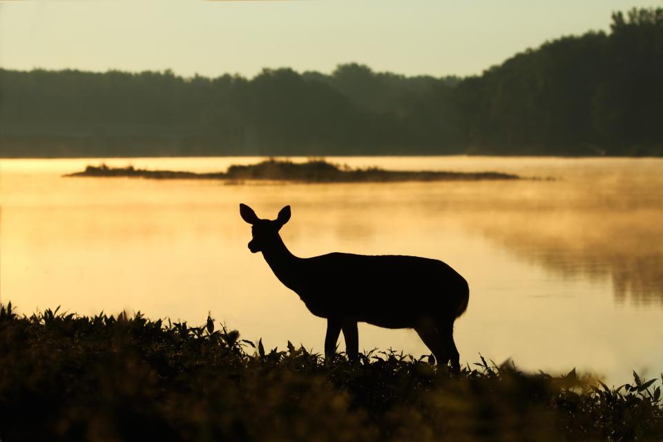 Foundation Wealth Planners - Lessons from Hitting a Deer